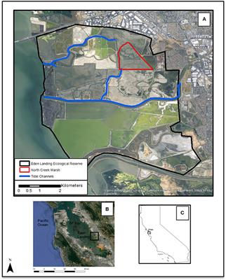 Vegetation Development in a Tidal Marsh Restoration Project during a Historic Drought: A Remote Sensing Approach